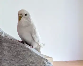 Wölkchen auf der Schulter