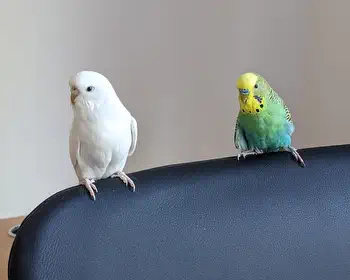 Stubenhocker auf Abwegen: Stuhl, Boden, unterm Sofa