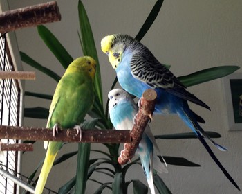 Zubehör: Anflughilfe für den Vogelkäfig