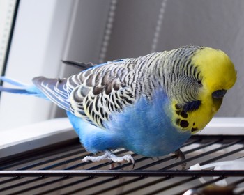 Franz auf der Stange