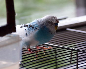 Koko nach dem Duschen