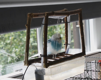 Vogeldusche für Wellensittiche selbst bauen