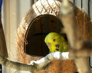 Kokosnuss für Wellensittiche