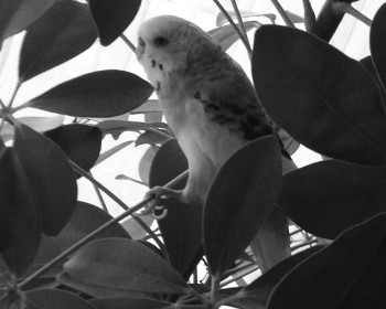 Koko ✝ am 11.08.2018