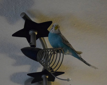 Willys und der neue Lieblingsplatz