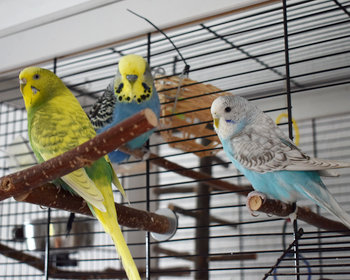 Sinnvolles Käfigzubehör für Wellensittiche