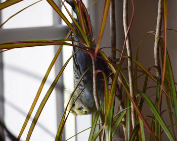 Willys Flucht ins Wohnzimmer