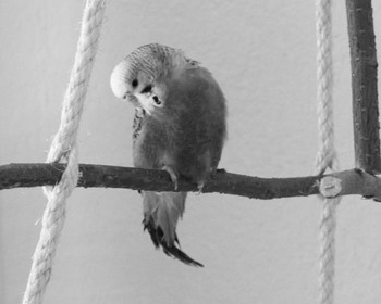 Willy ✝ 25.06.2020