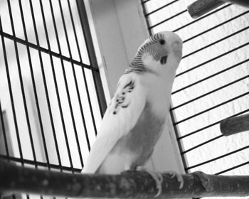 Rocky ✝ 20.11.2020