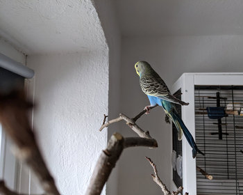 Selbst gebauter Sitzbaum für Wellis