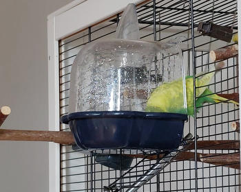 Jetzt doch: Wellis benutzen ihre Badewanne!