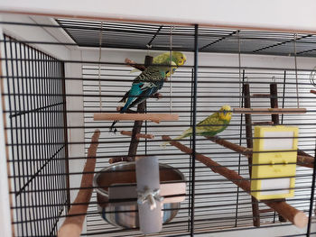 Neue Futternäpfe für die Wellis