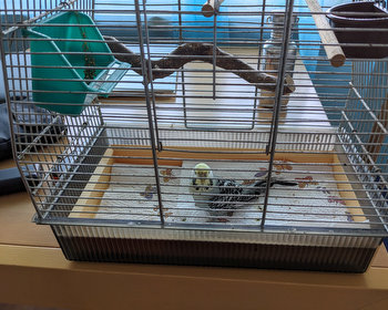 Lienchen krank? Besuch beim Tierarzt