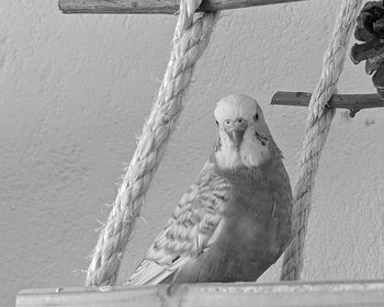 Sissy gestorben ✝️ 08.11.2024